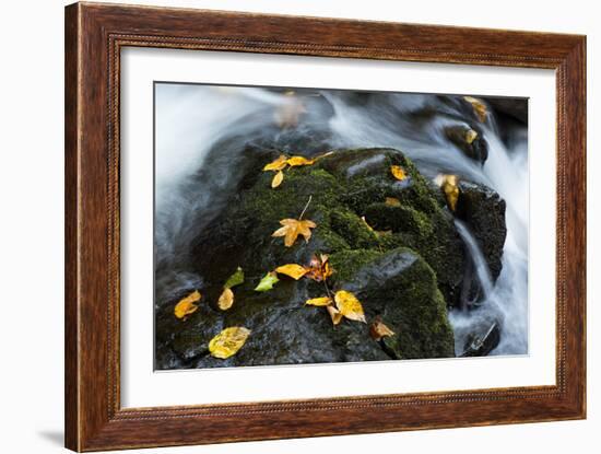 Wet Leaves-Danny Head-Framed Photographic Print