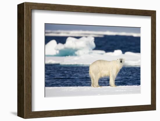 Wet Polar Bear on Pack Ice in the Svalbard Islands-Paul Souders-Framed Photographic Print