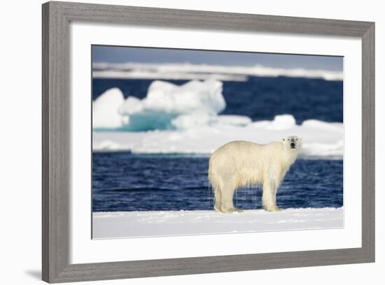 Wet Polar Bear on Pack Ice in the Svalbard Islands-Paul Souders-Framed Photographic Print