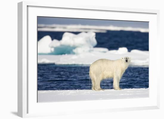 Wet Polar Bear on Pack Ice in the Svalbard Islands-Paul Souders-Framed Photographic Print