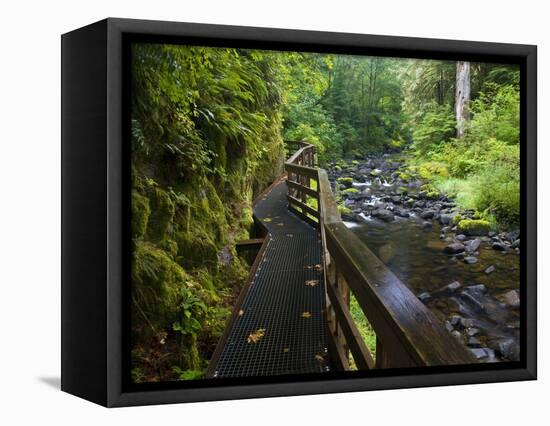 Wet trail along Sweet Creek near Florence on the Oregon Coast-Darrell Gulin-Framed Premier Image Canvas