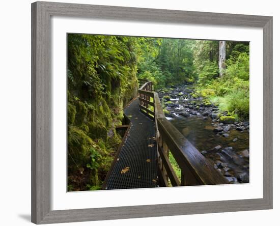 Wet trail along Sweet Creek near Florence on the Oregon Coast-Darrell Gulin-Framed Photographic Print