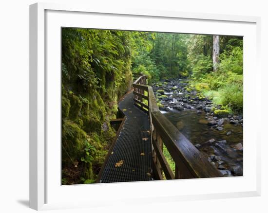 Wet trail along Sweet Creek near Florence on the Oregon Coast-Darrell Gulin-Framed Photographic Print