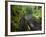 Wet trail along Sweet Creek near Florence on the Oregon Coast-Darrell Gulin-Framed Photographic Print