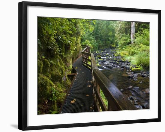 Wet trail along Sweet Creek near Florence on the Oregon Coast-Darrell Gulin-Framed Photographic Print