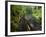 Wet trail along Sweet Creek near Florence on the Oregon Coast-Darrell Gulin-Framed Photographic Print