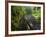 Wet trail along Sweet Creek near Florence on the Oregon Coast-Darrell Gulin-Framed Photographic Print