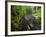 Wet trail along Sweet Creek near Florence on the Oregon Coast-Darrell Gulin-Framed Photographic Print