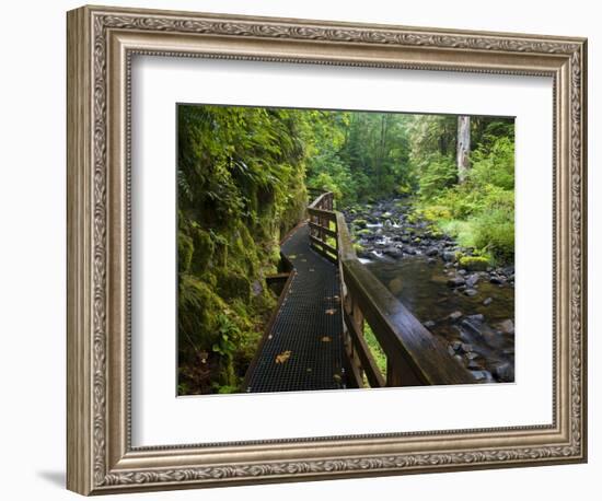 Wet trail along Sweet Creek near Florence on the Oregon Coast-Darrell Gulin-Framed Photographic Print