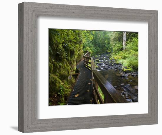 Wet trail along Sweet Creek near Florence on the Oregon Coast-Darrell Gulin-Framed Photographic Print