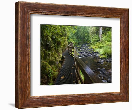 Wet trail along Sweet Creek near Florence on the Oregon Coast-Darrell Gulin-Framed Photographic Print