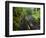 Wet trail along Sweet Creek near Florence on the Oregon Coast-Darrell Gulin-Framed Photographic Print