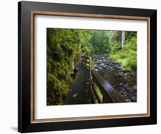 Wet trail along Sweet Creek near Florence on the Oregon Coast-Darrell Gulin-Framed Photographic Print