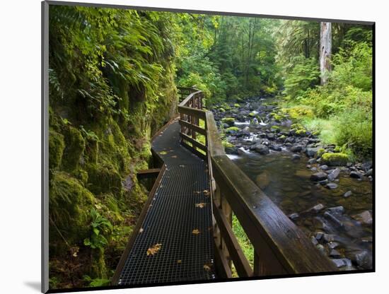 Wet trail along Sweet Creek near Florence on the Oregon Coast-Darrell Gulin-Mounted Photographic Print