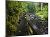 Wet trail along Sweet Creek near Florence on the Oregon Coast-Darrell Gulin-Mounted Photographic Print