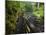 Wet trail along Sweet Creek near Florence on the Oregon Coast-Darrell Gulin-Mounted Photographic Print