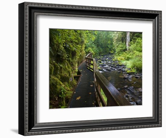 Wet trail along Sweet Creek near Florence on the Oregon Coast-Darrell Gulin-Framed Photographic Print