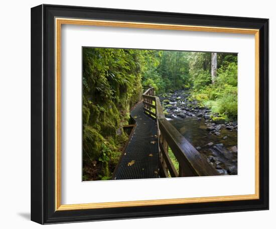 Wet trail along Sweet Creek near Florence on the Oregon Coast-Darrell Gulin-Framed Photographic Print