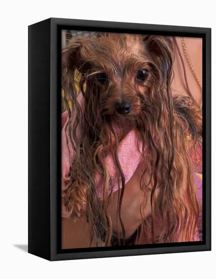 Wet Yorkshire Terrier Wrapped in a Towel-Adriano Bacchella-Framed Premier Image Canvas