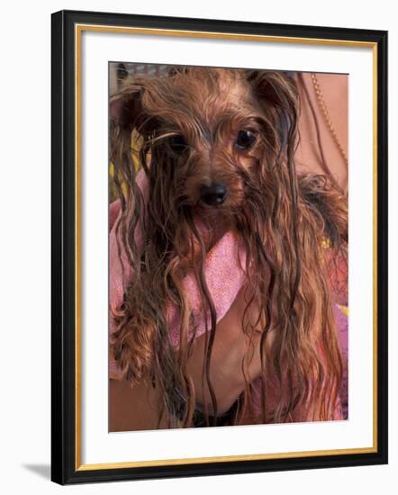 Wet Yorkshire Terrier Wrapped in a Towel-Adriano Bacchella-Framed Photographic Print