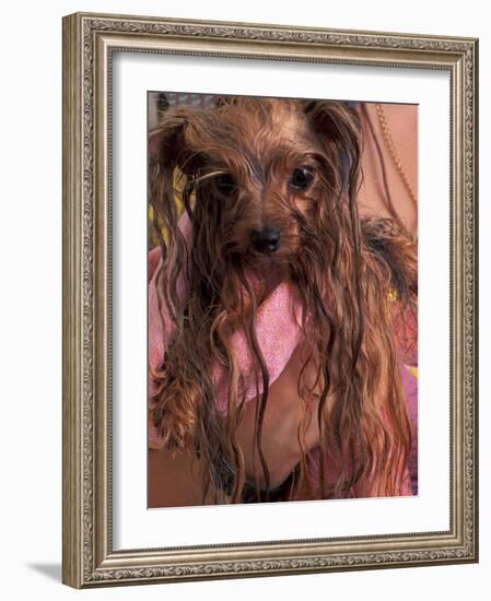 Wet Yorkshire Terrier Wrapped in a Towel-Adriano Bacchella-Framed Photographic Print
