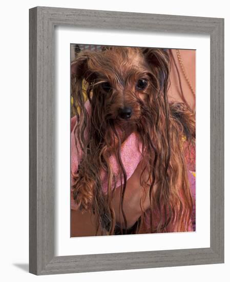 Wet Yorkshire Terrier Wrapped in a Towel-Adriano Bacchella-Framed Photographic Print