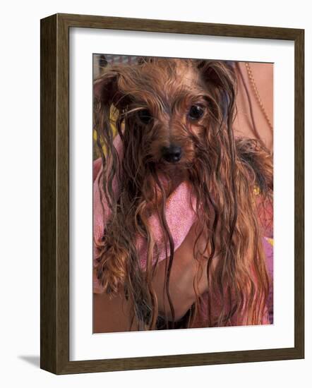 Wet Yorkshire Terrier Wrapped in a Towel-Adriano Bacchella-Framed Photographic Print