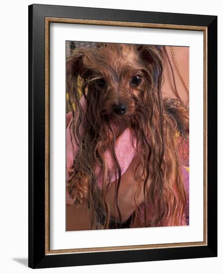 Wet Yorkshire Terrier Wrapped in a Towel-Adriano Bacchella-Framed Photographic Print