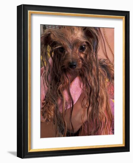 Wet Yorkshire Terrier Wrapped in a Towel-Adriano Bacchella-Framed Photographic Print