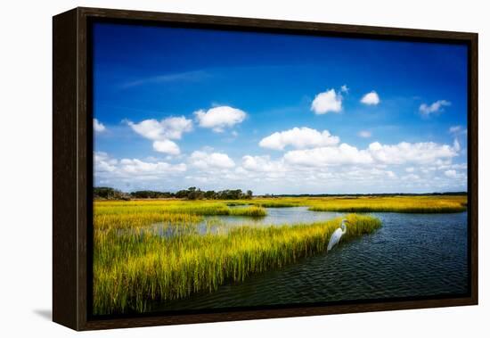 Wetland Herons II-Alan Hausenflock-Framed Stretched Canvas