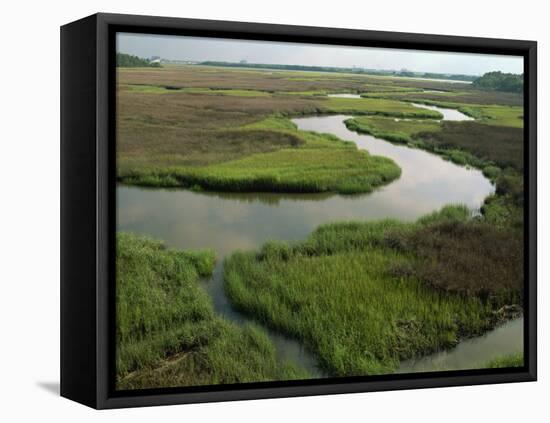 Wetlands of the Cooper River, North Charleston Area, South Carolina, USA-Maxwell Duncan-Framed Premier Image Canvas