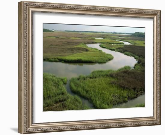 Wetlands of the Cooper River, North Charleston Area, South Carolina, USA-Maxwell Duncan-Framed Photographic Print