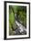 Whaiti-Nui-A-Toi Canyon, Whirinaki Forest Park, Bay of Plenty, North Island, New Zealand-Rainer Mirau-Framed Photographic Print