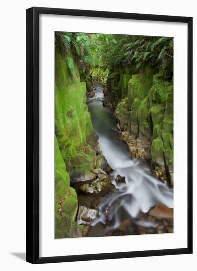 Whaiti-Nui-A-Toi Canyon, Whirinaki Forest Park, Bay of Plenty, North Island, New Zealand-Rainer Mirau-Framed Photographic Print