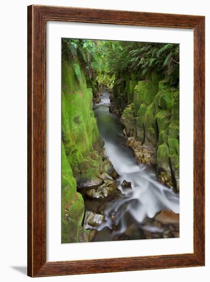 Whaiti-Nui-A-Toi Canyon, Whirinaki Forest Park, Bay of Plenty, North Island, New Zealand-Rainer Mirau-Framed Photographic Print