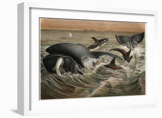 Whale and Orca by Alfred Edmund Brehm-Stefano Bianchetti-Framed Premium Giclee Print