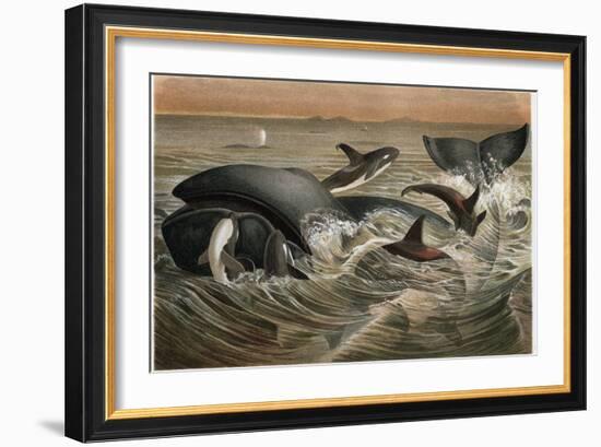 Whale and Orca by Alfred Edmund Brehm-Stefano Bianchetti-Framed Premium Giclee Print