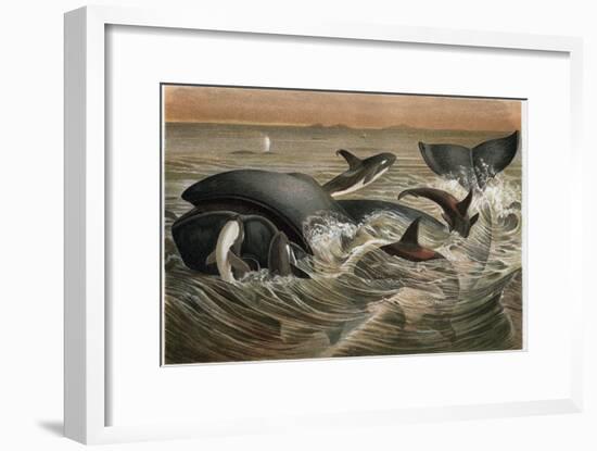 Whale and Orca by Alfred Edmund Brehm-Stefano Bianchetti-Framed Giclee Print