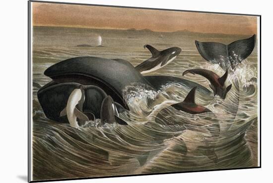 Whale and Orca by Alfred Edmund Brehm-Stefano Bianchetti-Mounted Giclee Print