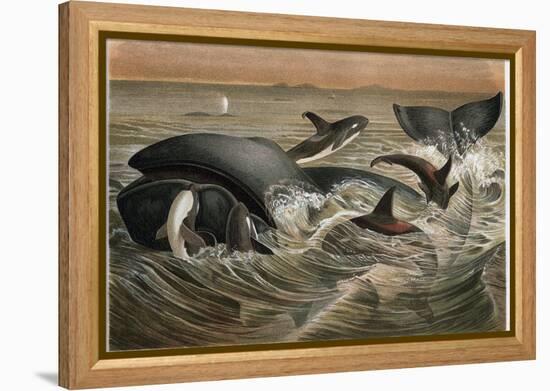 Whale and Orca by Alfred Edmund Brehm-Stefano Bianchetti-Framed Premier Image Canvas