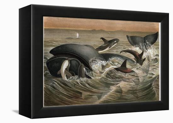 Whale and Orca by Alfred Edmund Brehm-Stefano Bianchetti-Framed Premier Image Canvas