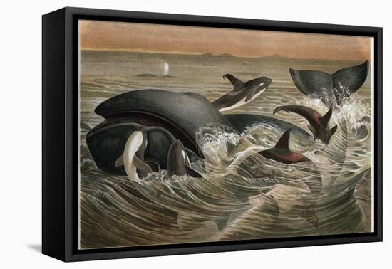 Whale and Orca by Alfred Edmund Brehm-Stefano Bianchetti-Framed Premier Image Canvas