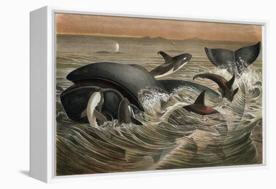 Whale and Orca by Alfred Edmund Brehm-Stefano Bianchetti-Framed Premier Image Canvas