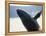 Whale Breaching, Leconte Glacier, Alaska, USA-Stuart Westmoreland-Framed Premier Image Canvas