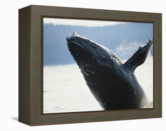 Whale Breaching, Leconte Glacier, Alaska, USA-Stuart Westmoreland-Framed Premier Image Canvas