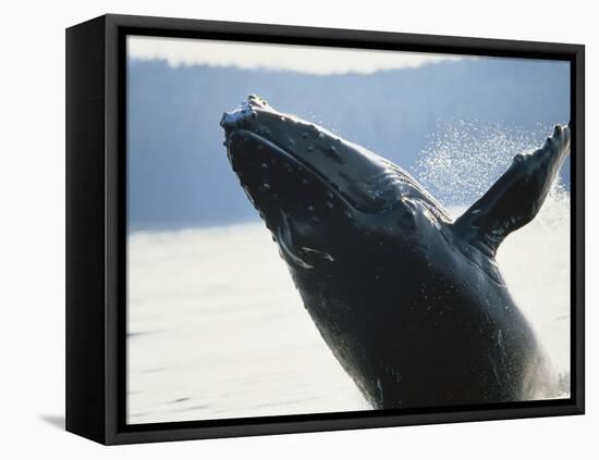 Whale Breaching, Leconte Glacier, Alaska, USA-Stuart Westmoreland-Framed Premier Image Canvas