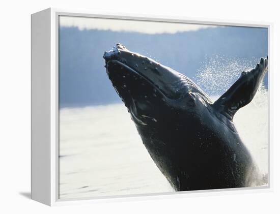 Whale Breaching, Leconte Glacier, Alaska, USA-Stuart Westmoreland-Framed Premier Image Canvas