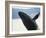 Whale Breaching, Leconte Glacier, Alaska, USA-Stuart Westmoreland-Framed Photographic Print