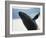 Whale Breaching, Leconte Glacier, Alaska, USA-Stuart Westmoreland-Framed Photographic Print