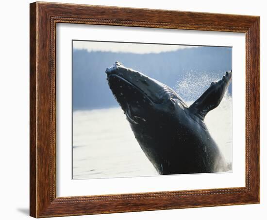 Whale Breaching, Leconte Glacier, Alaska, USA-Stuart Westmoreland-Framed Photographic Print